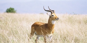 Peace Corps Luganda Textbook - Image